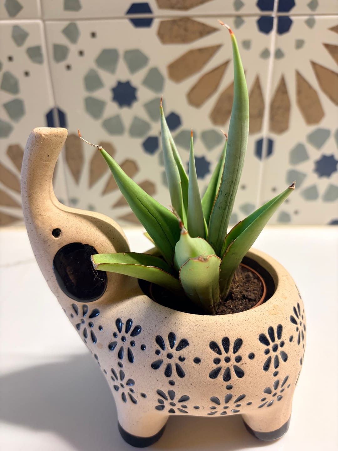 Customer photo review of Sansevieria 'Chanin'