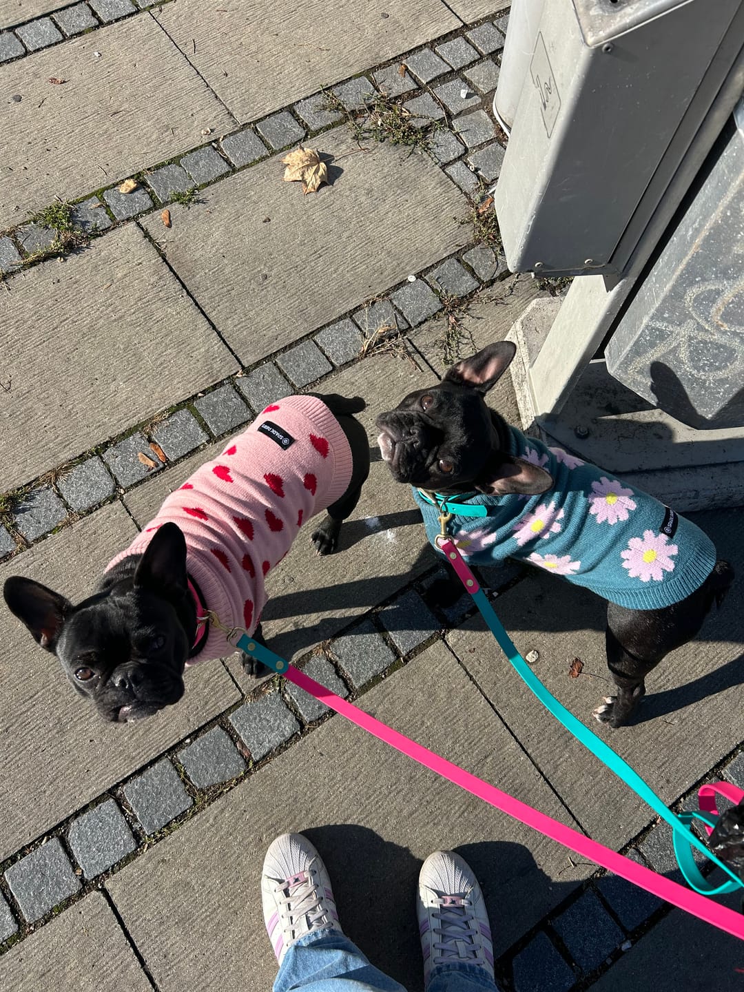 Customer photo review of Knit Dog Sweater Prints