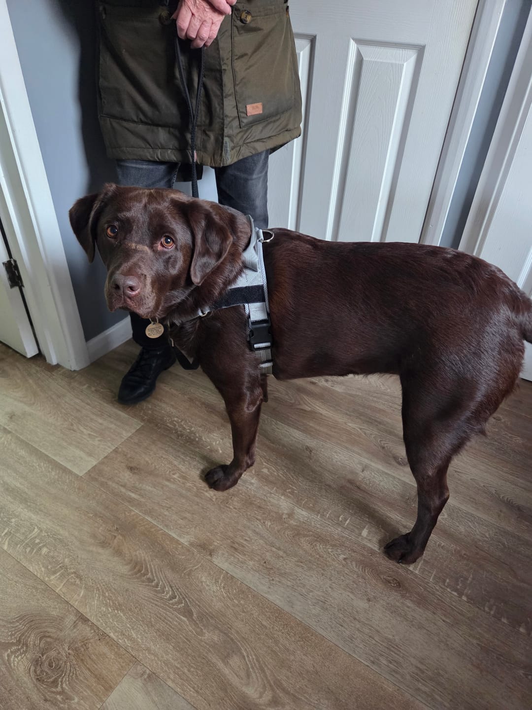 Customer photo review of ParoPet No Pull Dog Harness