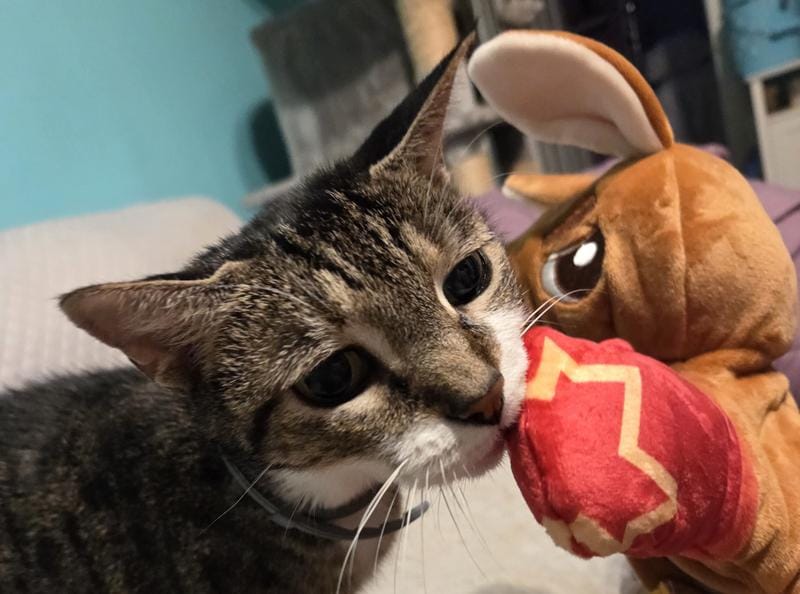 Customer photo review of Boxing Buddies Cat Toy