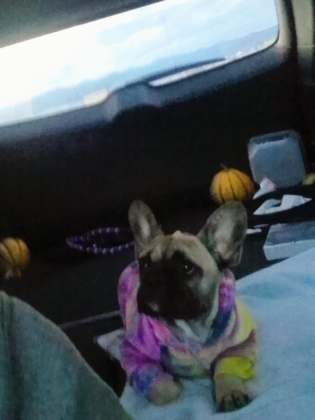 Customer photo review of Velvet Dog Hoodie - Berry Lemonade