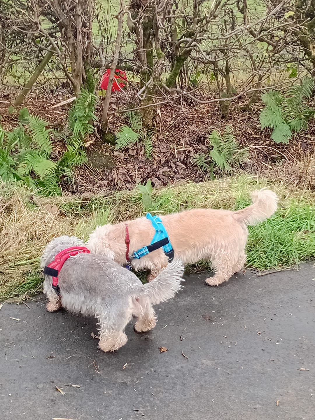 Customer photo review of ParoPet No Pull Dog Harness