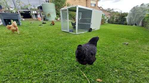 Customer photo review of Galvanised Mesh Floor for Chicken Coop