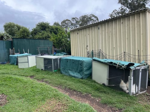 Customer photo review of Weather Cover for Chicken Coop / Chicken Tractor