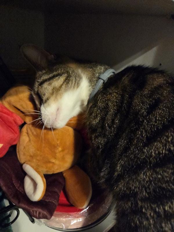 Customer photo review of Boxing Buddies Cat Toy