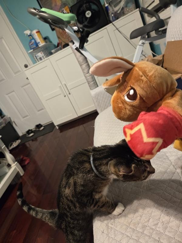 Customer photo review of Boxing Buddies Cat Toy