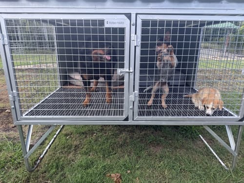 Customer photo review of "Aussie Dog Kennels" Raised Dog Kennel