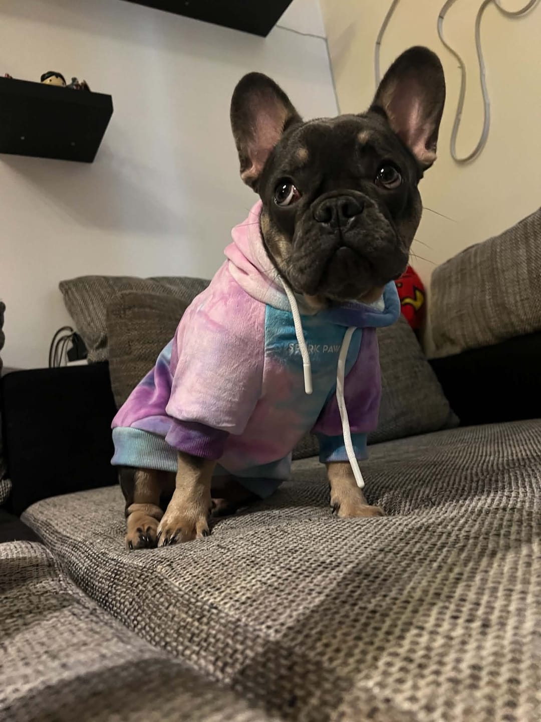 Customer photo review of Velvet Dog Hoodie - 90s Retro