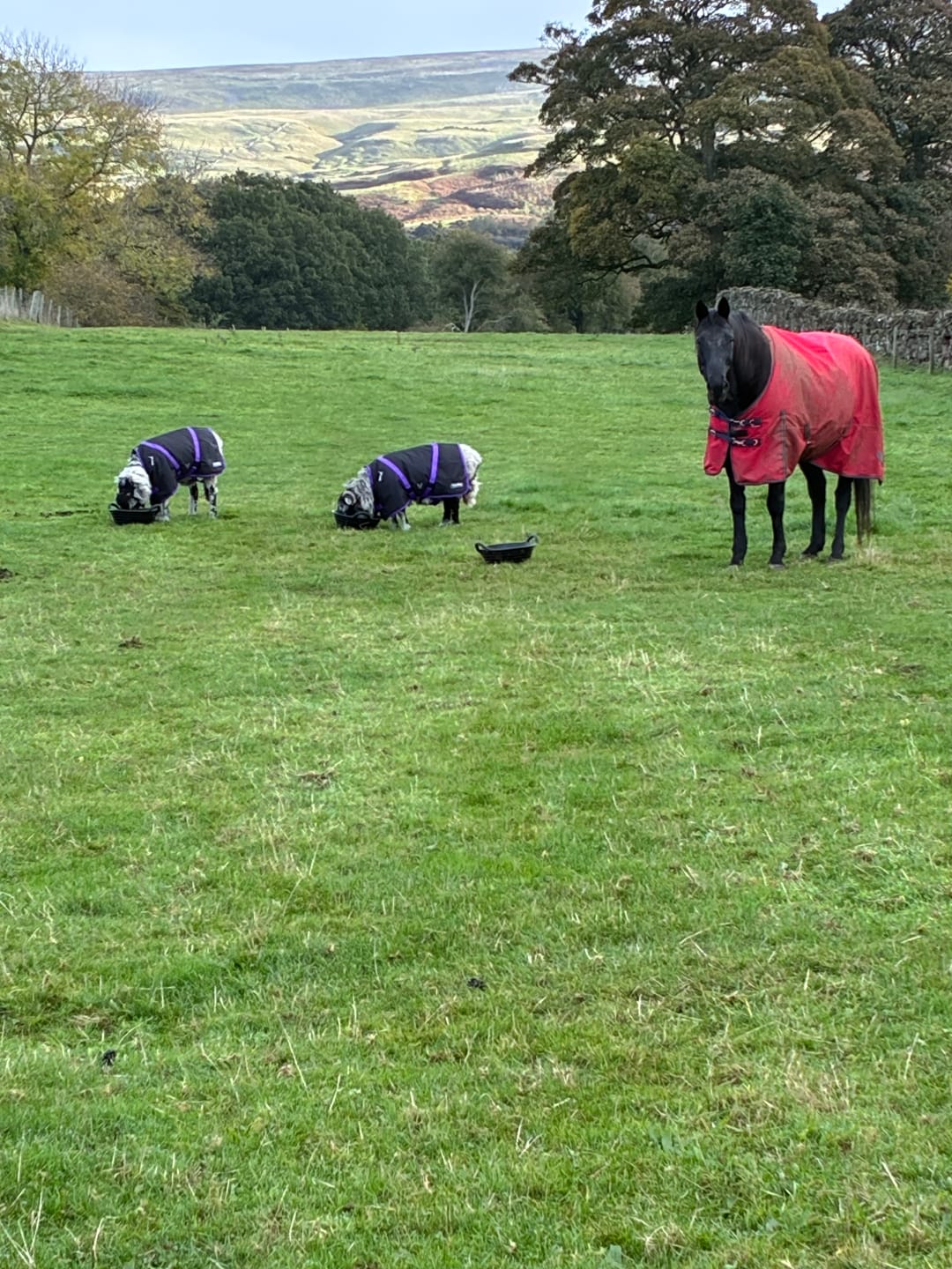 Customer photo review of Sheep Coat | Waterproof