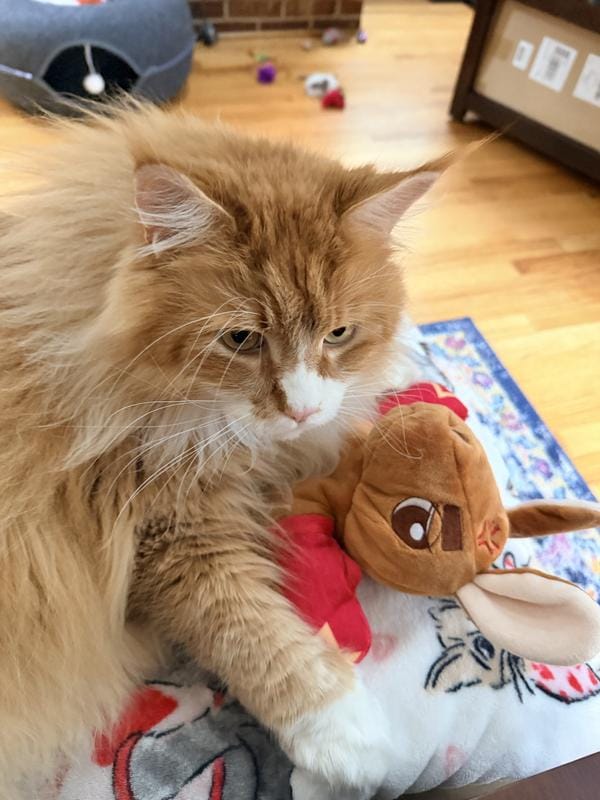 Customer photo review of Boxing Buddies Cat Toy