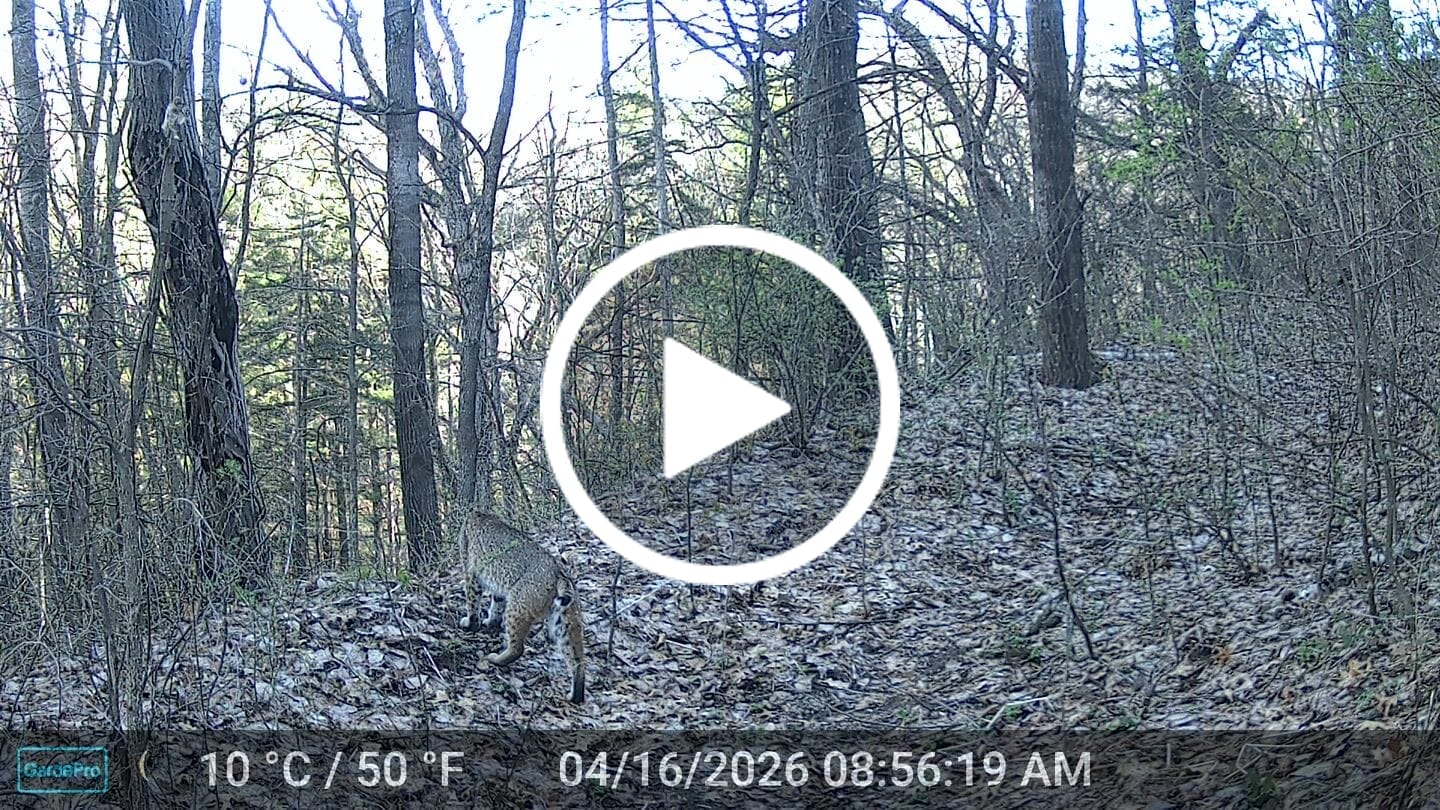 Customer video review of GardePro A3S Non-Cellular Trail Camera