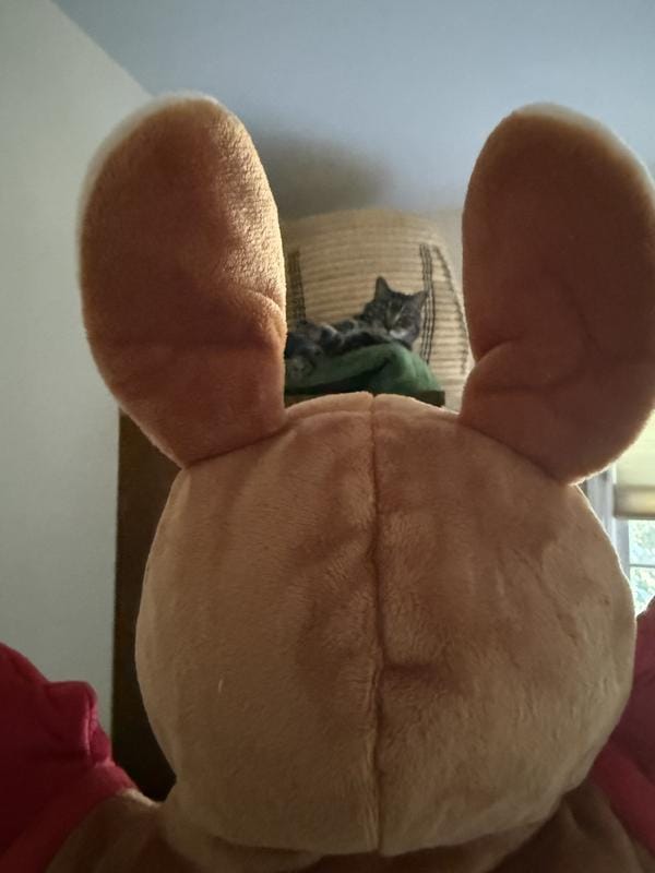 Customer photo review of Boxing Buddies Cat Toy