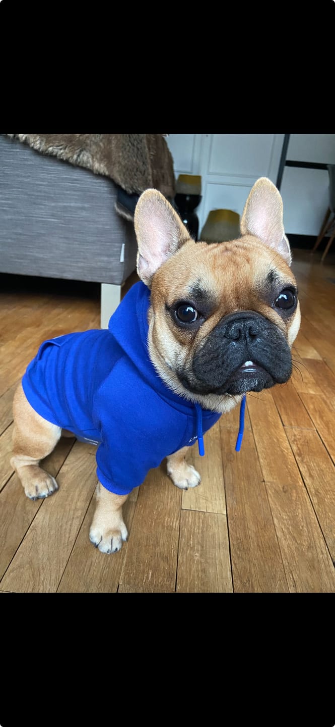 Customer photo review of Essential Dog Hoodie - Midnight Blue