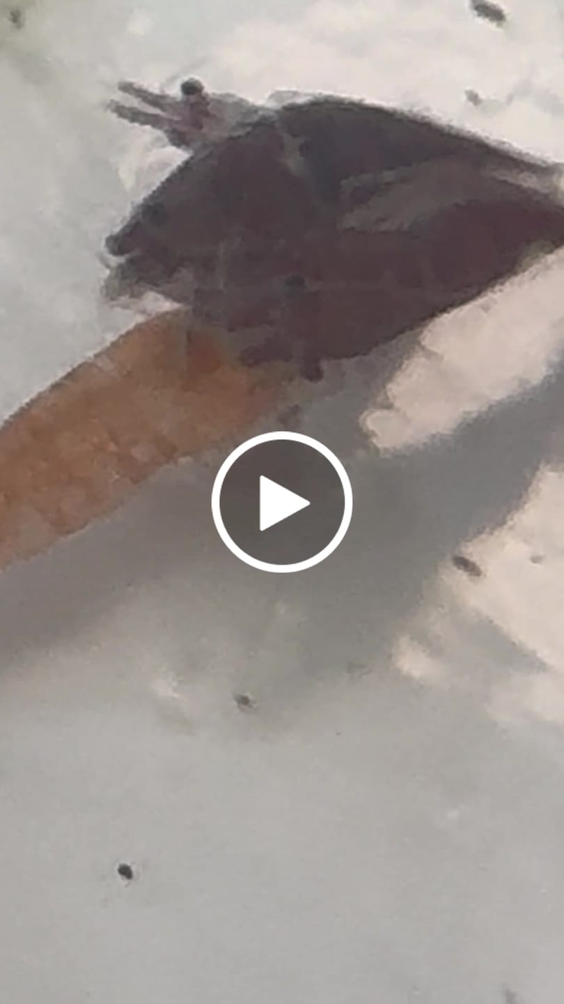 Customer video review of Neocaridina Skittles Shrimp Pack – Assorted Freshwater Colors