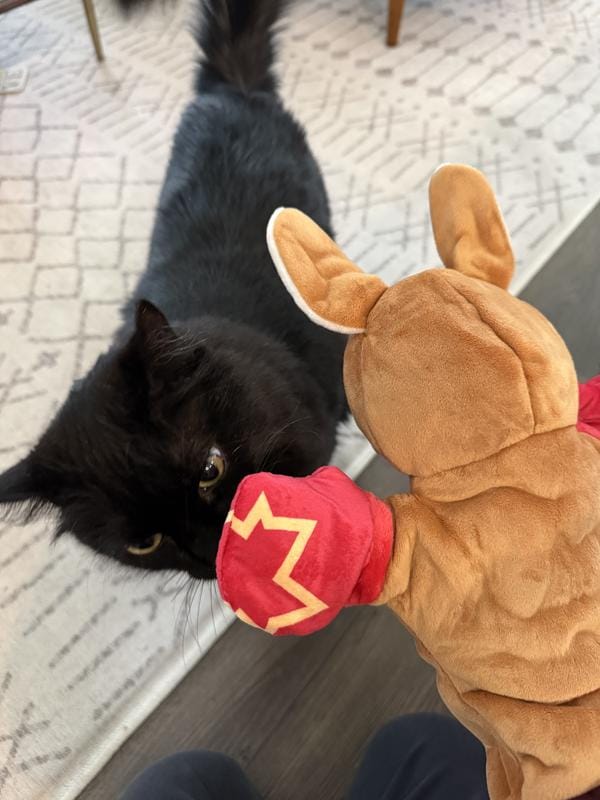 Customer photo review of Boxing Buddies Cat Toy