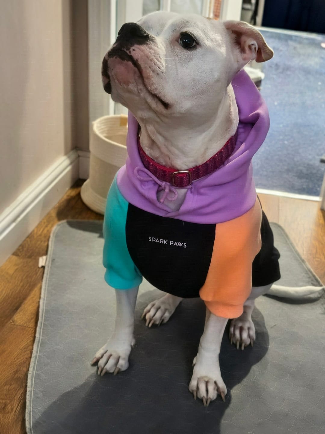 Customer photo review of Color Block Dog Hoodies