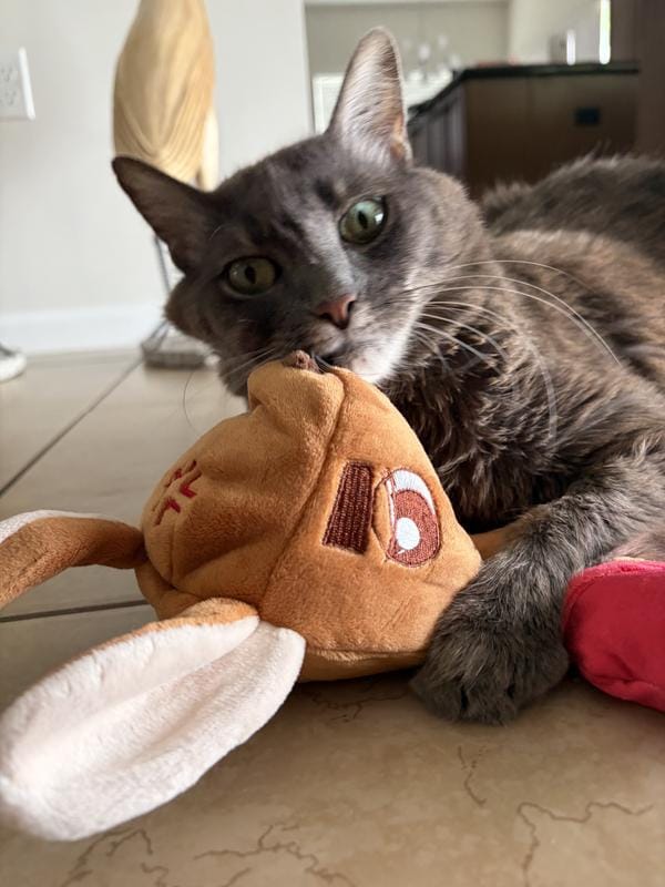 Customer photo review of Boxing Buddies Cat Toy