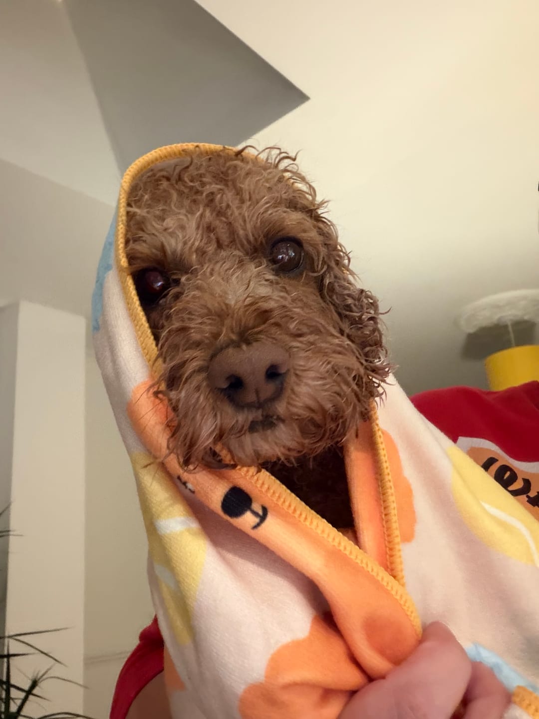 Customer photo review of Quick Drying Towel - Curly Club