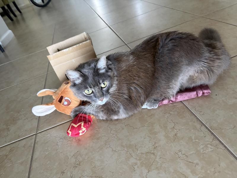 Customer photo review of Boxing Buddies Cat Toy