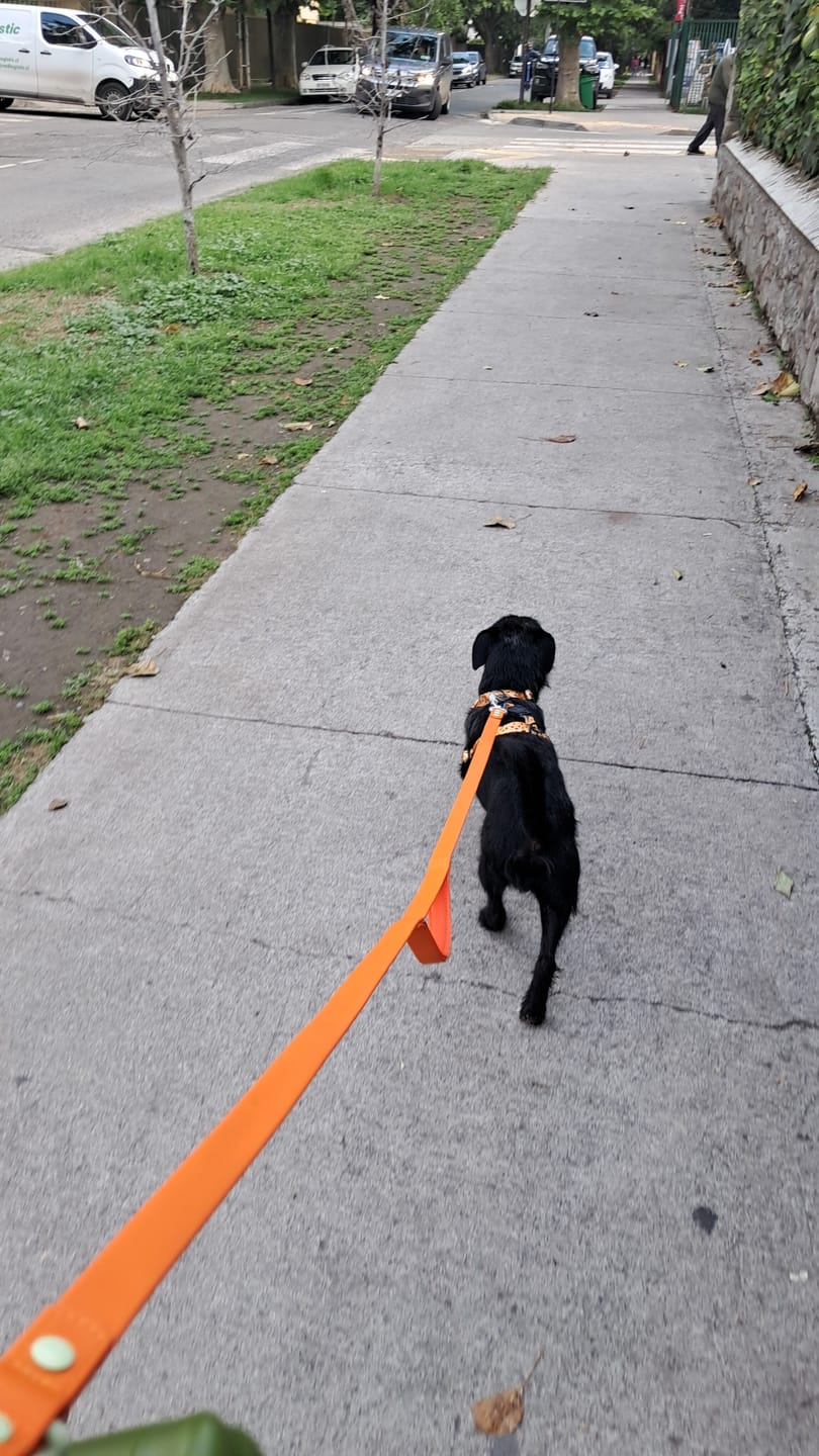 Customer photo review of Correa PVC para Perros | 1,8 mts | Orange