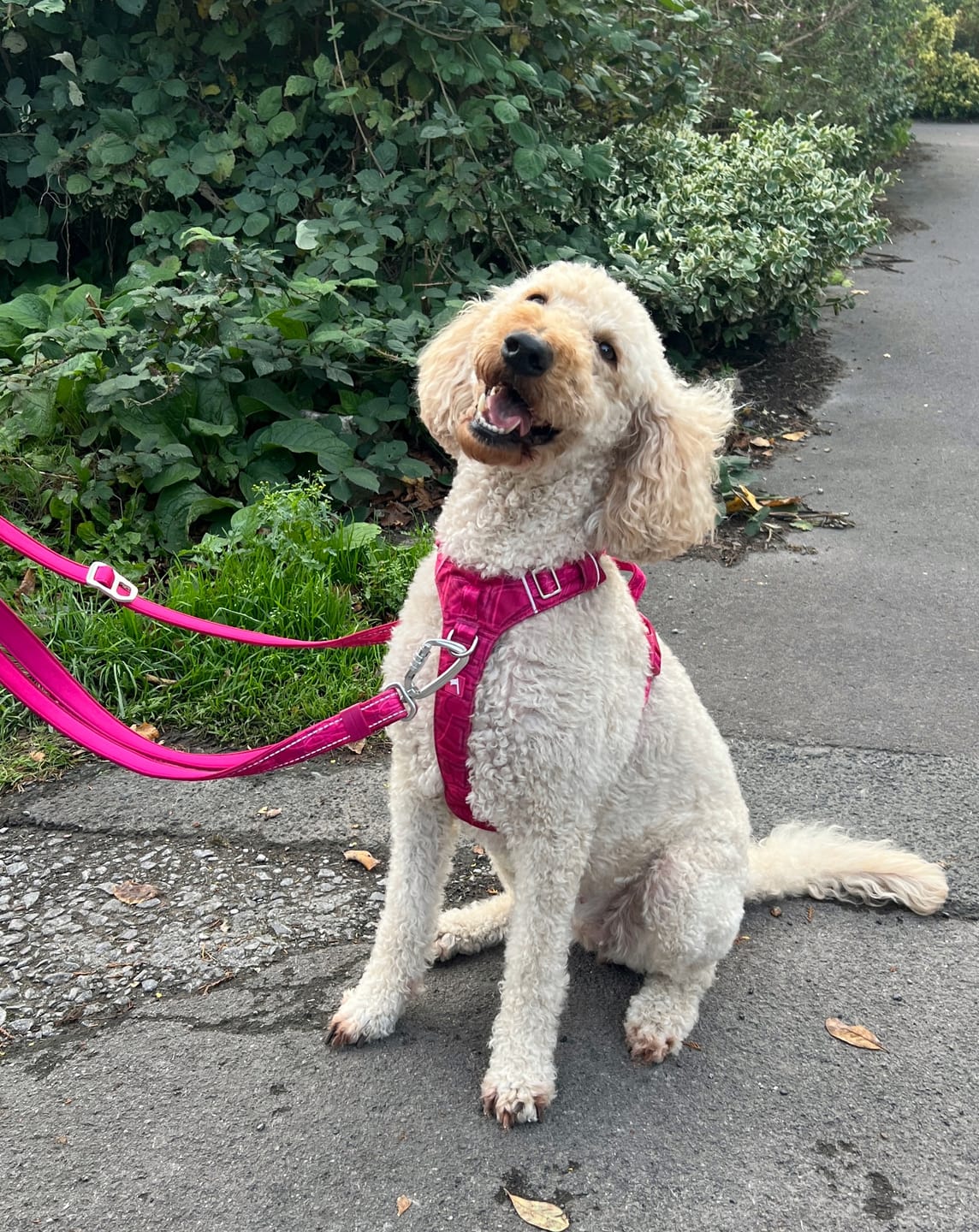 Customer photo review of Adventure Harness