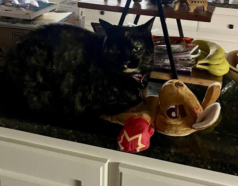 Customer photo review of Boxing Buddies Cat Toy