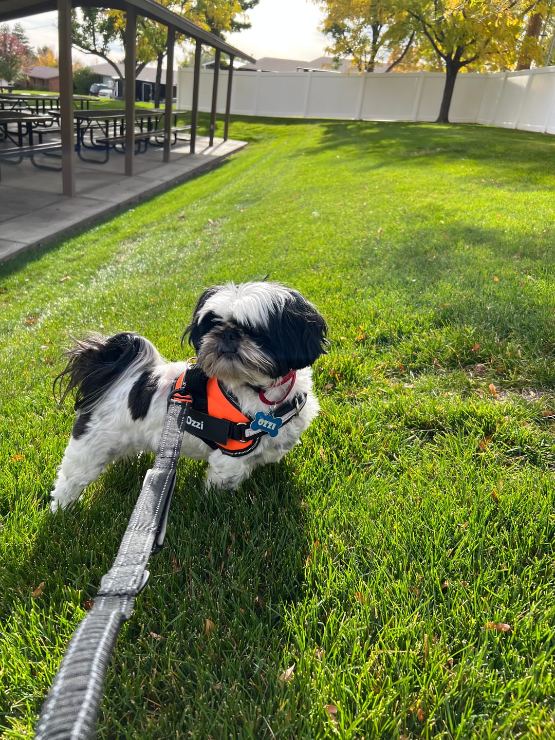 Customer photo review of Dogshood ™ No Pull Harness
