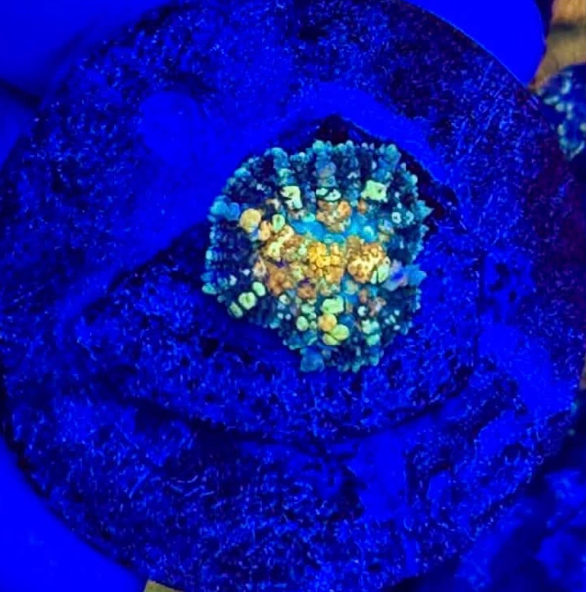 Customer photo review of Coral Essentials Nitrifying Bacteria Food