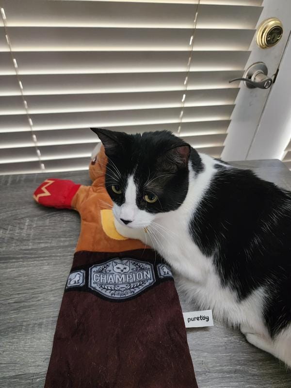 Customer photo review of Boxing Buddies Cat Toy