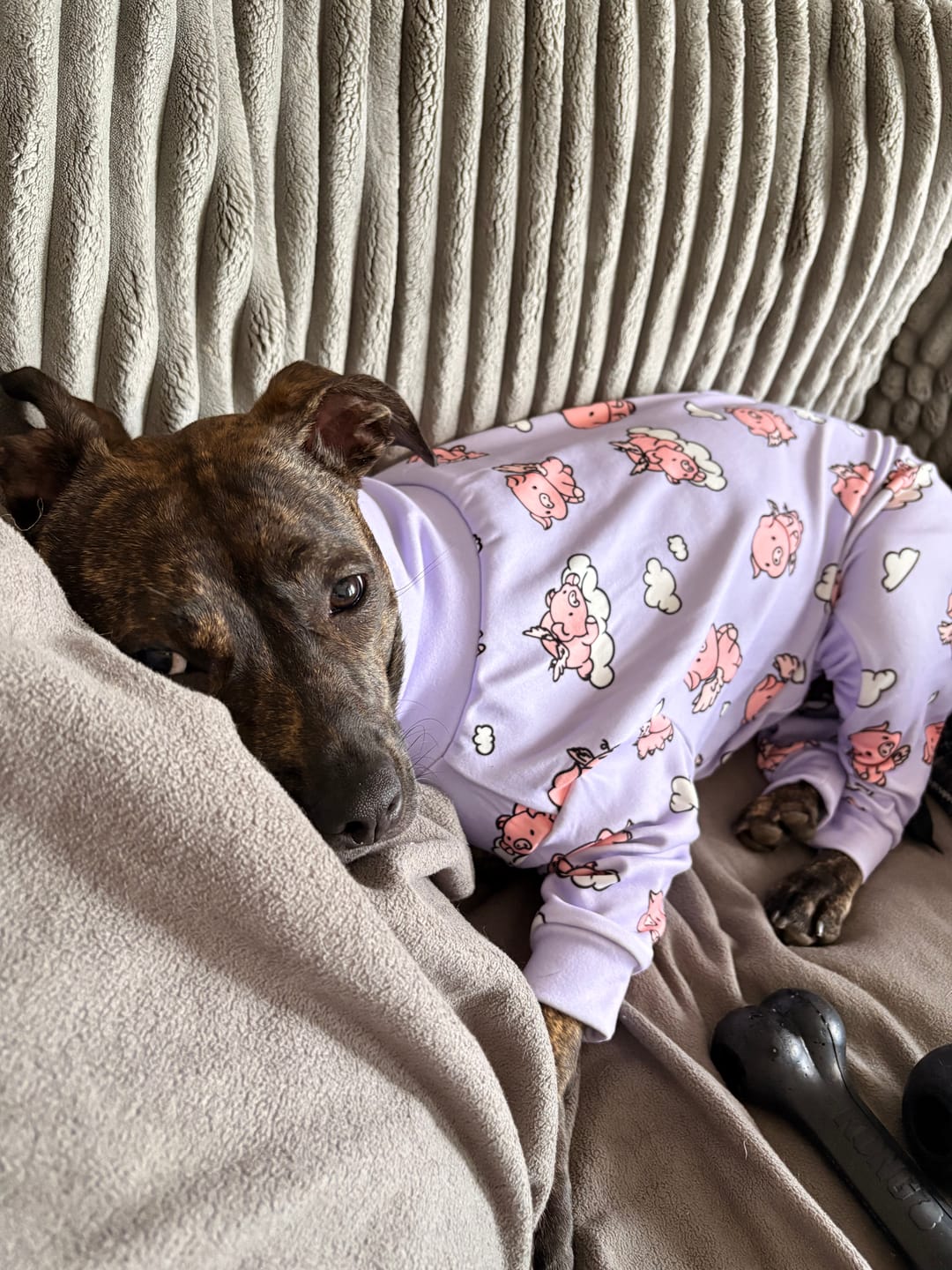 Customer photo review of Dog Pajama - When Pigs Fly