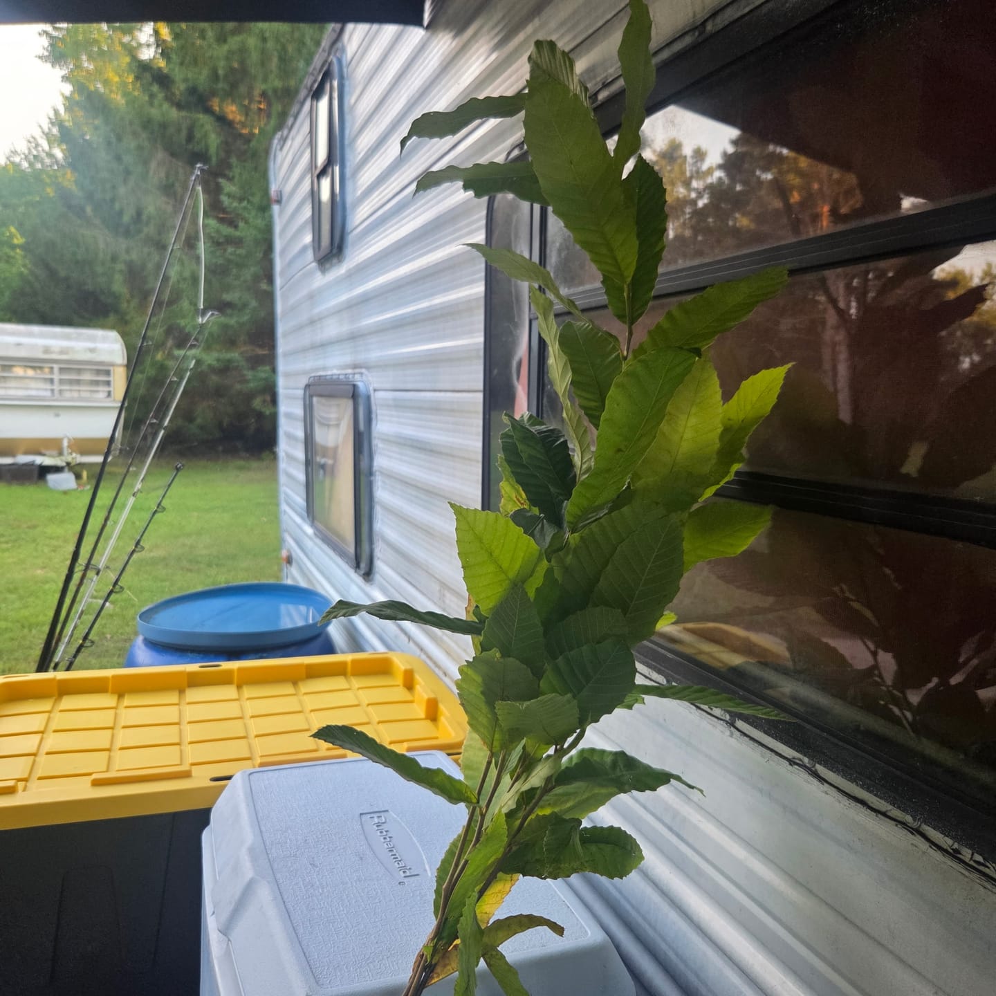 Customer photo review of Hybrid Chestnut