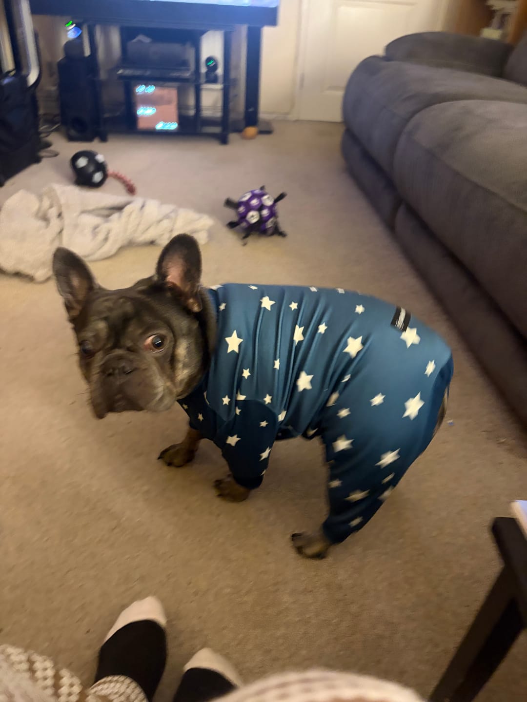 Customer photo review of Dog Pajama - Stars
