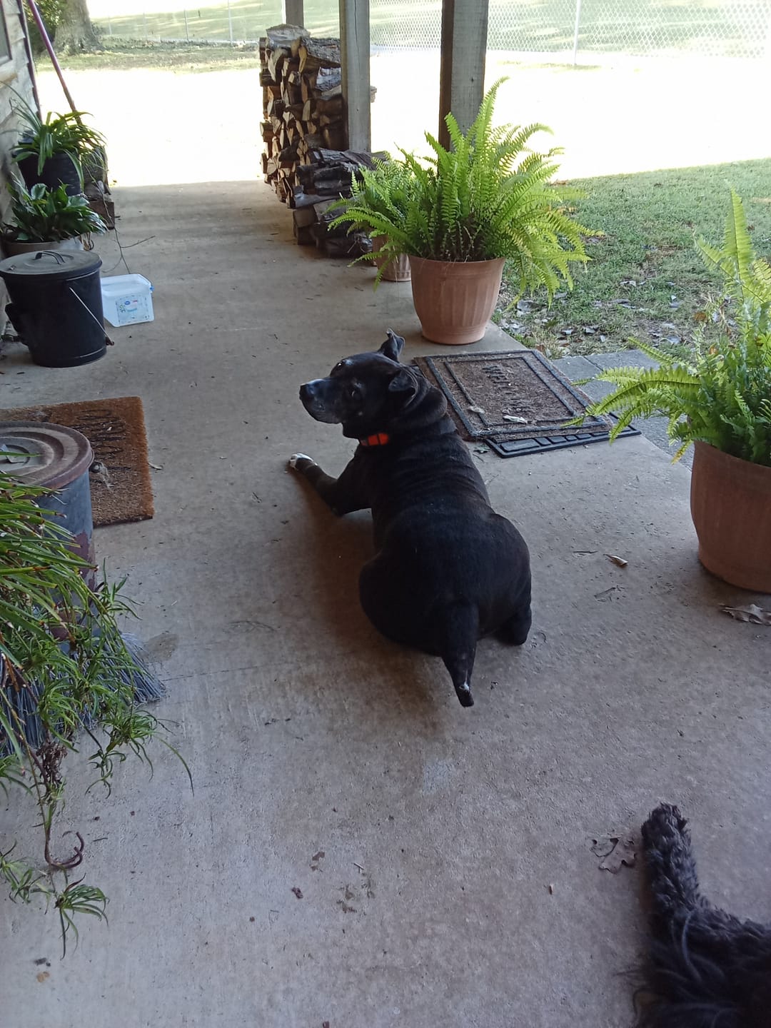 Customer photo review of Guardian's Choice All Natural Flea, Tick and Mosquito Deterrent for Dogs - 100 Soft Chews  10.00% Off Auto renew
