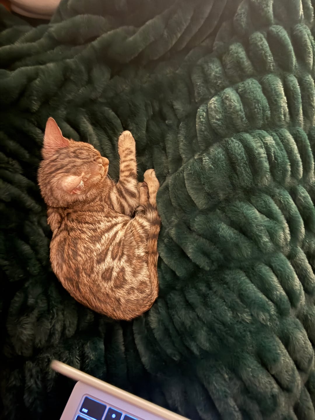 Customer photo review of Original Hugs Pine Blanket