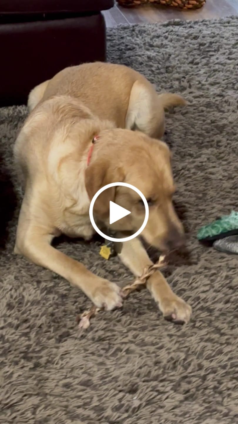Customer video review of Ostrich Tendon Twister (12" x 2.5" x 1"): The Satisfying, All-Natural Chew for Dental Health & Joint Support