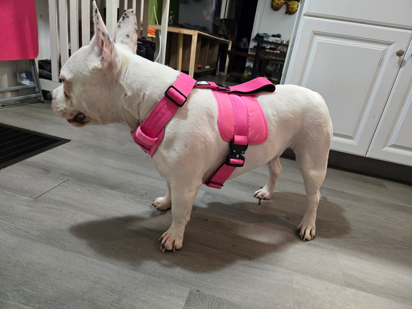 Customer photo review of No Pull Bully Proof Harness