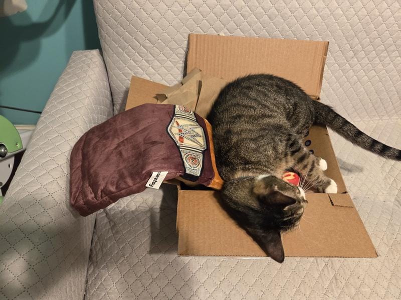 Customer photo review of Boxing Buddies Cat Toy