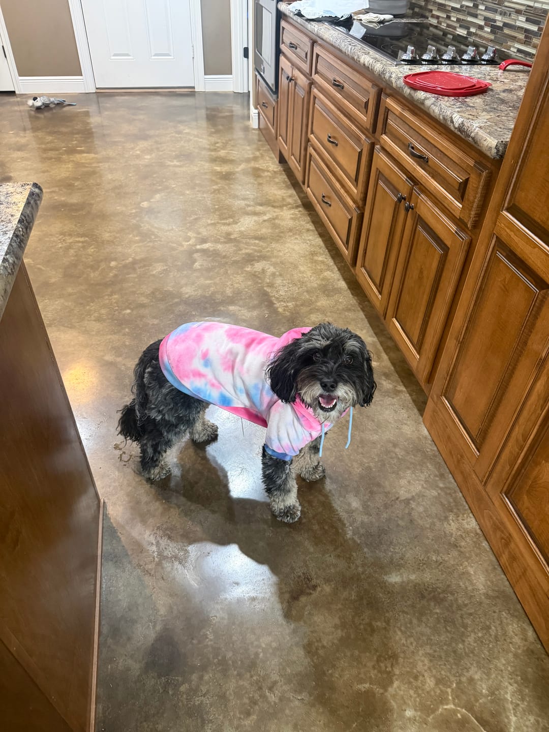 Customer photo review of Velvet Dog Hoodie - Snow Cone