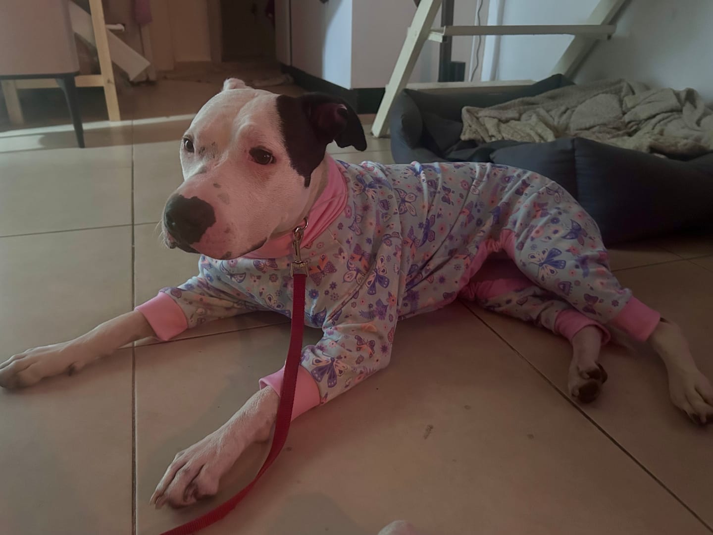 Customer photo review of Dog Pajama - Butterfly