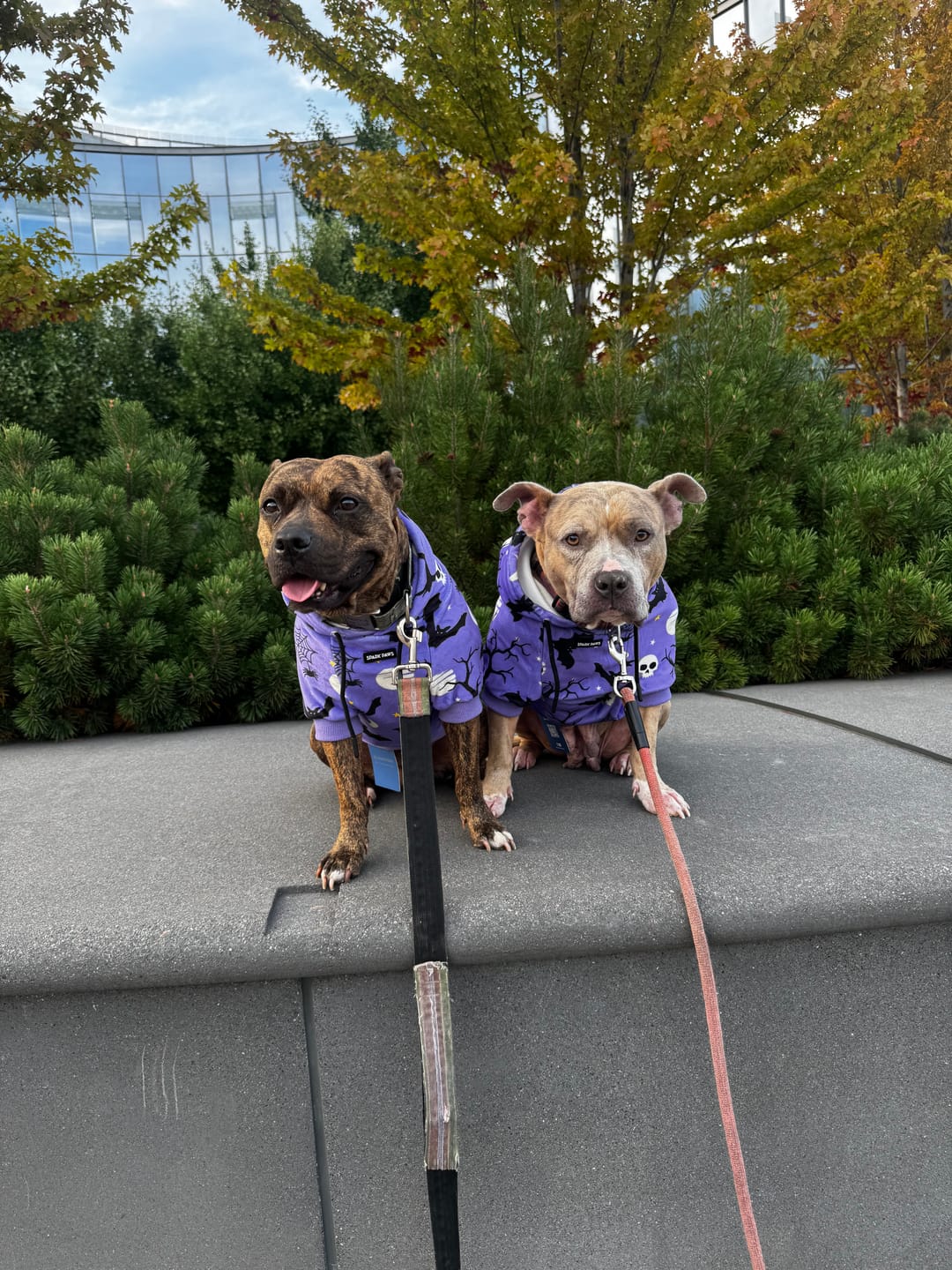 Customer photo review of "WOOF" Dog Hoodie - Black & Reflective