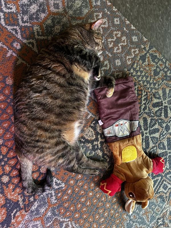 Customer photo review of Boxing Buddies Cat Toy