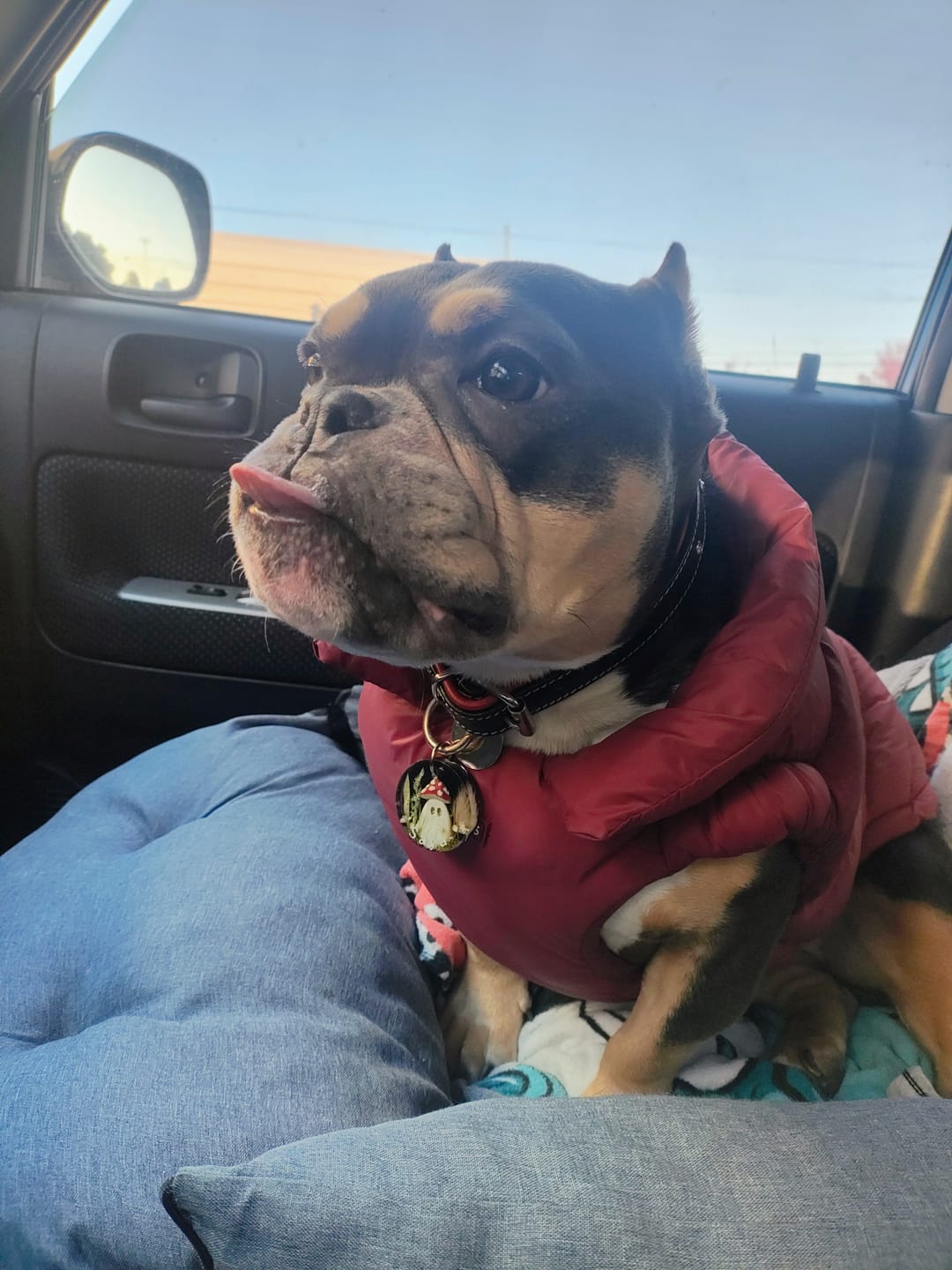 Customer photo review of PuffShield Winter Jacket - Red (2)