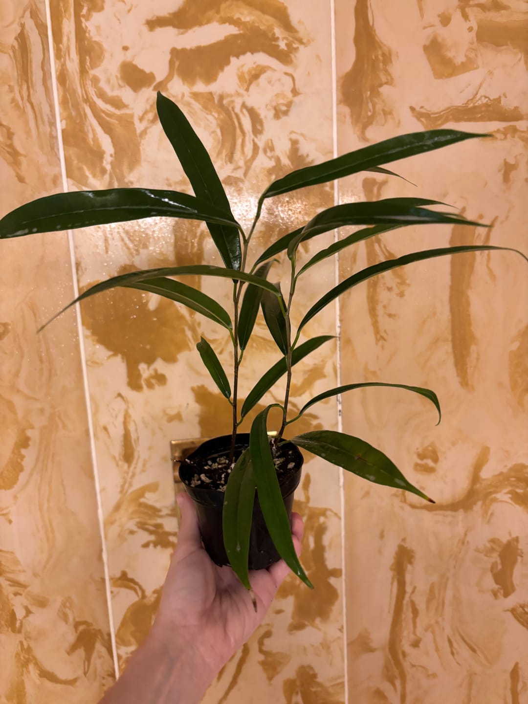 Customer photo review of Ficus maclellandii 'Alii'