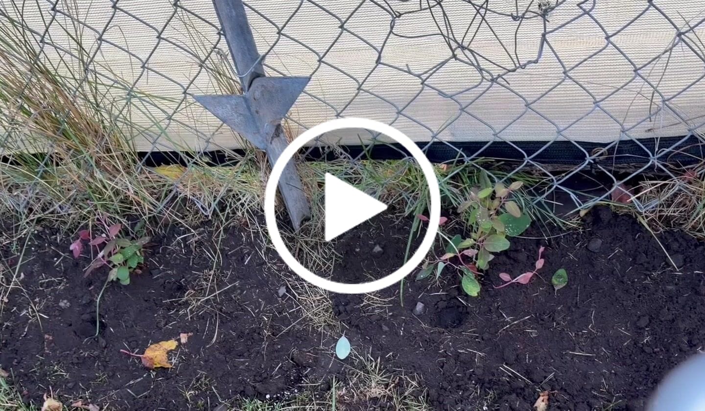 Customer video review of Coral Honeysuckle 'Honey Coral'