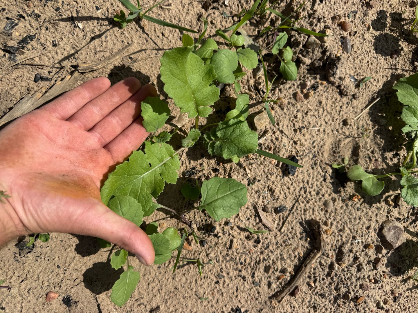 Customer photo review of No BS™ Food Plot Seed