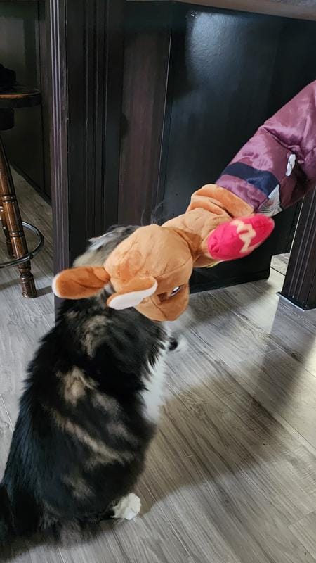 Customer photo review of Boxing Buddies Cat Toy