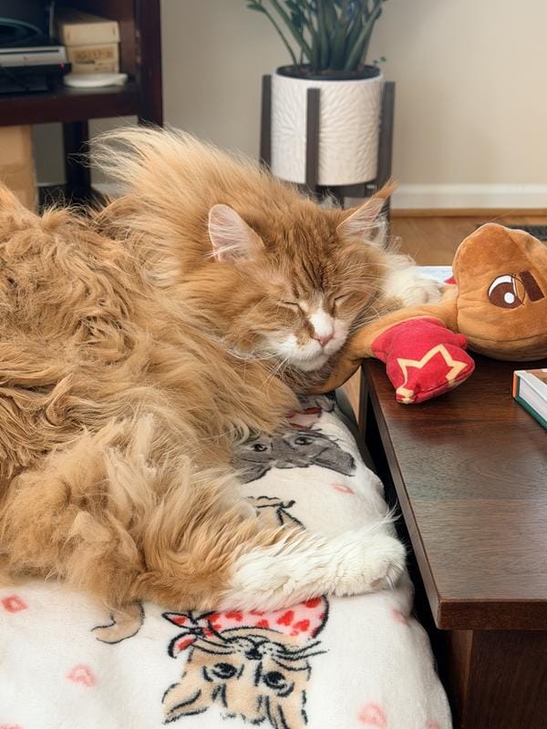 Customer photo review of Boxing Buddies Cat Toy
