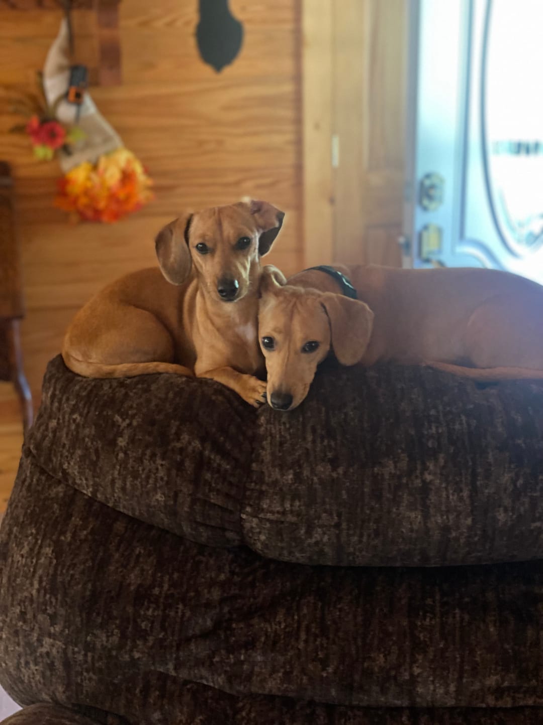 Customer photo review of Simparica TRIO - Triple Protection for Dogs in One Tasty Monthly Chew
