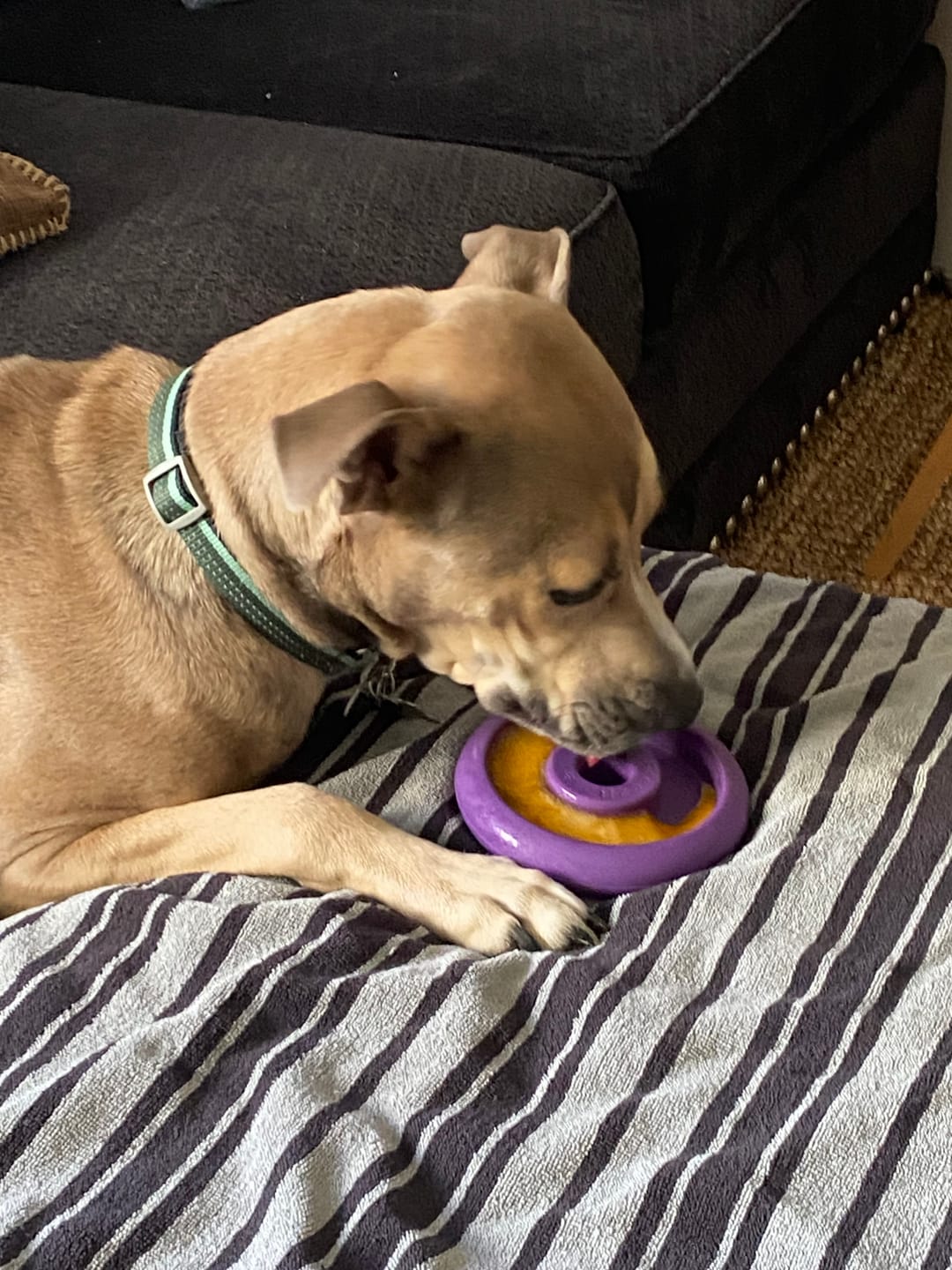 Customer photo review of Freez Doughnut - Super Durable Treat Toy