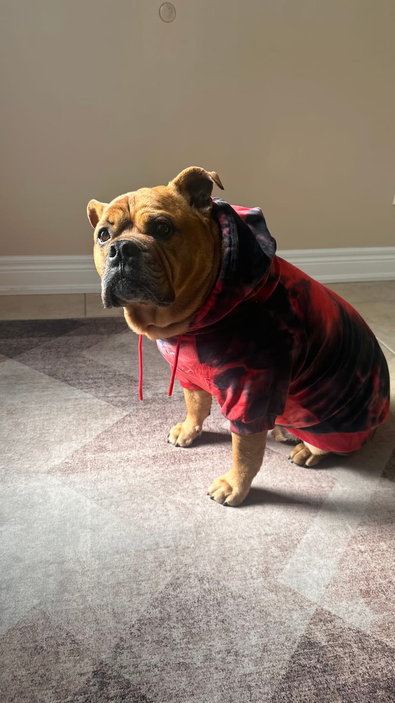 Customer photo review of Velvet Dog Hoodie - Red & Black